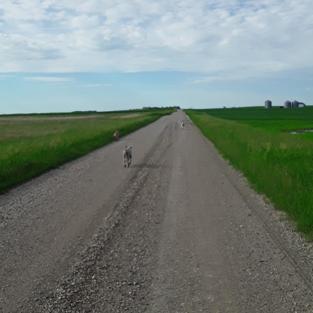 Meet your Posher, Robby